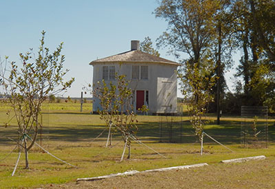 Photograph of the Octagon House with the Mattamuskeet Apple orchard, 2016. Image from the Octagon House historic site. Used by permission.