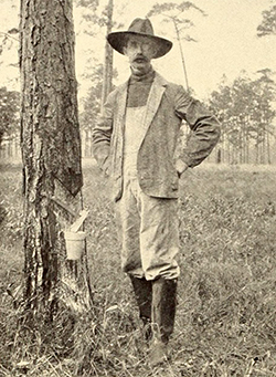 Professor Charles H. Herty demonstrating his cup-and-gutter system of turpentine gathering in a 1907 magazine article. Image from Archive.org.
