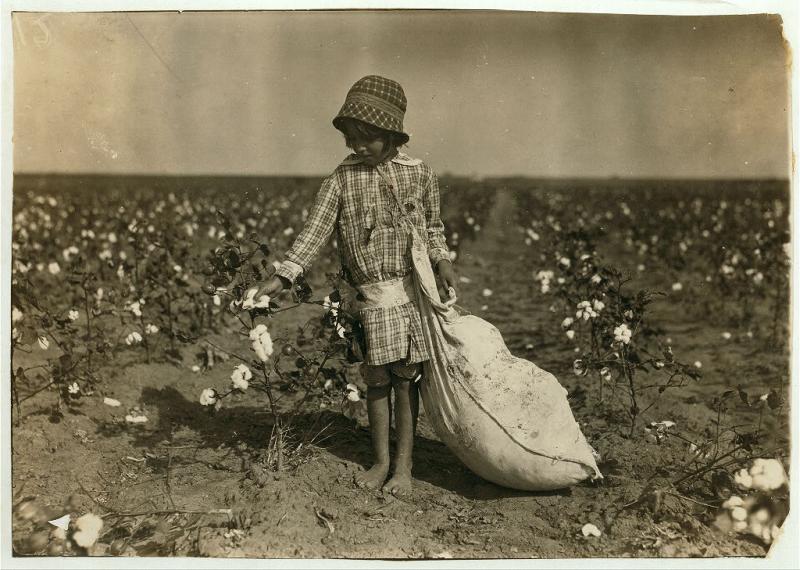 A six year-old girl picking cotton A six year-old girl picking cotton