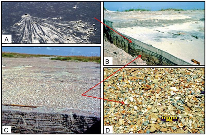 <img typeof="foaf:Image" src="http://statelibrarync.org/learnnc/sites/default/files/images/1_20.jpg" width="1015" height="669" alt="Different beach materials" title="Different beach materials" /> <img typeof="foaf:Image" src="http://statelibrarync.org/learnnc/sites/default/files/images/1_20.jpg" width="1015" height="669" alt="Different beach materials" title="Different beach materials" />