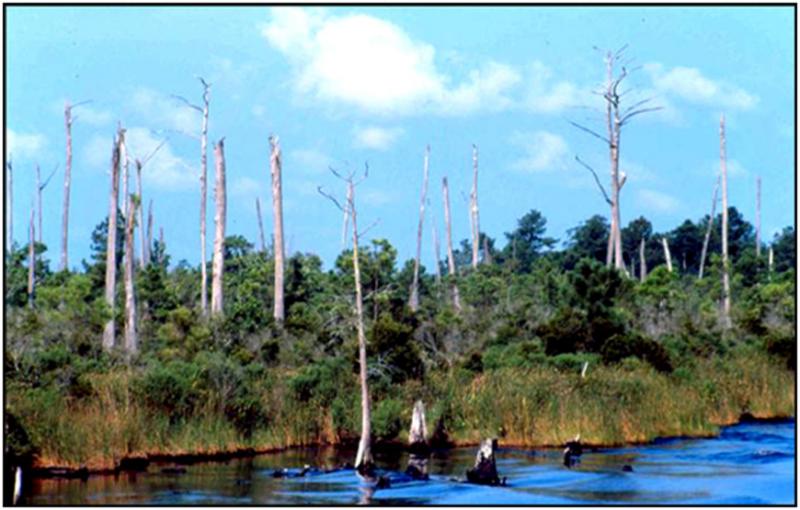 <img typeof="foaf:Image" src="http://statelibrarync.org/learnnc/sites/default/files/images/1_23.jpg" width="870" height="555" alt="Photograph of shoreline transition zone" title="Photograph of shoreline transition zone" /> <img typeof="foaf:Image" src="http://statelibrarync.org/learnnc/sites/default/files/images/1_23.jpg" width="870" height="555" alt="Photograph of shoreline transition zone" title="Photograph of shoreline transition zone" />