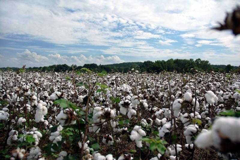 Cotton Cotton