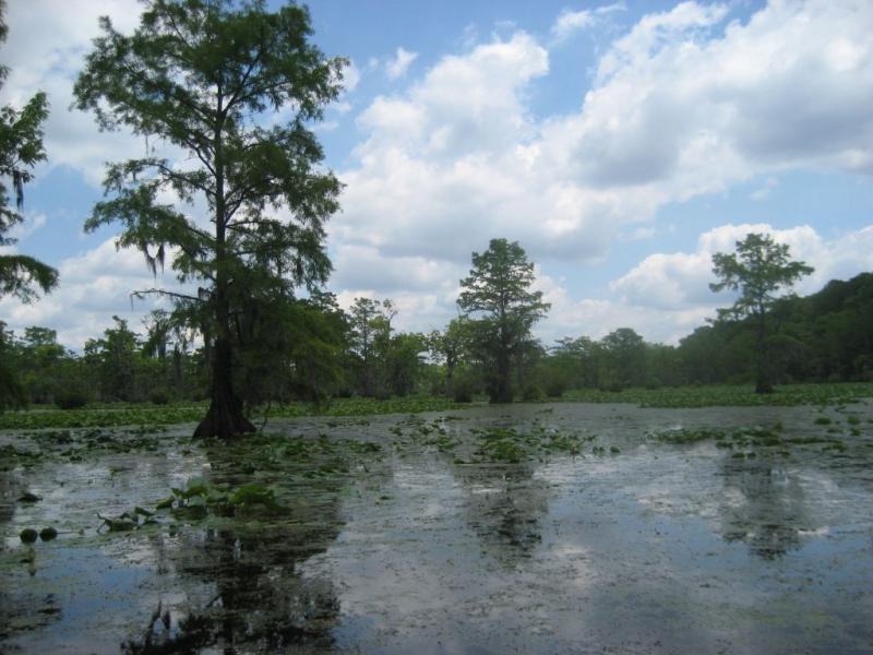 Merchants Millpond State Park Merchants Millpond State Park