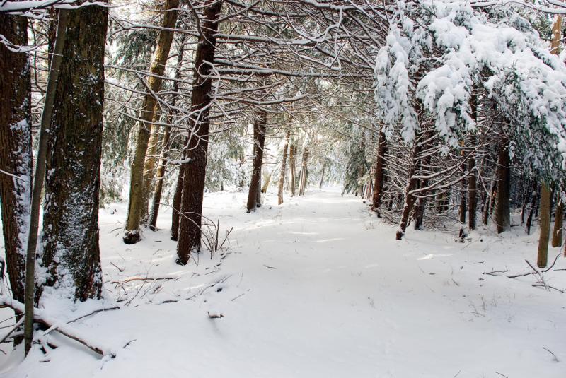 Trail through snowy woods Trail through snowy woods
