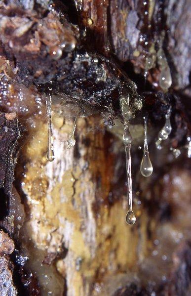 <img typeof="foaf:Image" src="http://statelibrarync.org/learnnc/sites/default/files/images/387px-rsine.jpg" width="387" height="599" alt="Pine resin" title="Pine resin" /> <img typeof="foaf:Image" src="http://statelibrarync.org/learnnc/sites/default/files/images/387px-rsine.jpg" width="387" height="599" alt="Pine resin" title="Pine resin" />