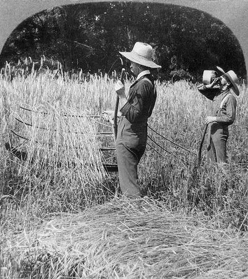 <img typeof="foaf:Image" src="http://statelibrarync.org/learnnc/sites/default/files/images/3a10809r.jpg" width="500" height="564" alt="Cutting wheat with a cradle" title="Cutting wheat with a cradle" /> <img typeof="foaf:Image" src="http://statelibrarync.org/learnnc/sites/default/files/images/3a10809r.jpg" width="500" height="564" alt="Cutting wheat with a cradle" title="Cutting wheat with a cradle" />