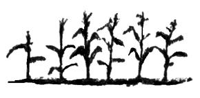 <img typeof="foaf:Image" src="http://statelibrarync.org/learnnc/sites/default/files/images/Cornplant.jpg" width="290" height="143" alt="Maize plants" title="Maize plants" /> <img typeof="foaf:Image" src="http://statelibrarync.org/learnnc/sites/default/files/images/Cornplant.jpg" width="290" height="143" alt="Maize plants" title="Maize plants" />