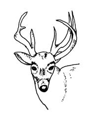 <img typeof="foaf:Image" src="http://statelibrarync.org/learnnc/sites/default/files/images/Deer.jpg" width="196" height="245" alt="White-tailed deer" title="White-tailed deer" /> <img typeof="foaf:Image" src="http://statelibrarync.org/learnnc/sites/default/files/images/Deer.jpg" width="196" height="245" alt="White-tailed deer" title="White-tailed deer" />