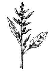 <img typeof="foaf:Image" src="http://statelibrarync.org/learnnc/sites/default/files/images/Goosefoot.jpg" width="175" height="235" alt="Goosefoot" title="Goosefoot" /> <img typeof="foaf:Image" src="http://statelibrarync.org/learnnc/sites/default/files/images/Goosefoot.jpg" width="175" height="235" alt="Goosefoot" title="Goosefoot" />
