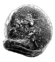 <img typeof="foaf:Image" src="http://statelibrarync.org/learnnc/sites/default/files/images/L205.jpg" width="178" height="198" alt="Magnified goosefoot seed from an archaeological site, ca. AD 300" title="Magnified goosefoot seed from an archaeological site, ca. AD 300" /> <img typeof="foaf:Image" src="http://statelibrarync.org/learnnc/sites/default/files/images/L205.jpg" width="178" height="198" alt="Magnified goosefoot seed from an archaeological site, ca. AD 300" title="Magnified goosefoot seed from an archaeological site, ca. AD 300" />