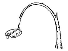 <img typeof="foaf:Image" src="http://statelibrarync.org/learnnc/sites/default/files/images/L207a.jpg" width="219" height="164" alt="Animal snare" title="Animal snare" /> <img typeof="foaf:Image" src="http://statelibrarync.org/learnnc/sites/default/files/images/L207a.jpg" width="219" height="164" alt="Animal snare" title="Animal snare" />