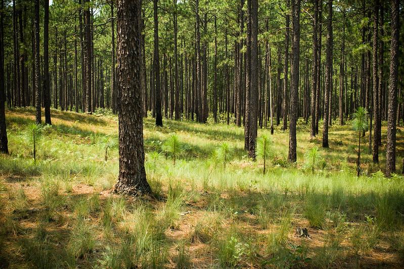 Longleaf Pine Regeneration A grove of pine trees. New saplings poke through the forest floor.