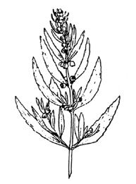 <img typeof="foaf:Image" src="http://statelibrarync.org/learnnc/sites/default/files/images/Marshelder.jpg" width="193" height="261" alt="Marsh elder" title="Marsh elder" /> <img typeof="foaf:Image" src="http://statelibrarync.org/learnnc/sites/default/files/images/Marshelder.jpg" width="193" height="261" alt="Marsh elder" title="Marsh elder" />