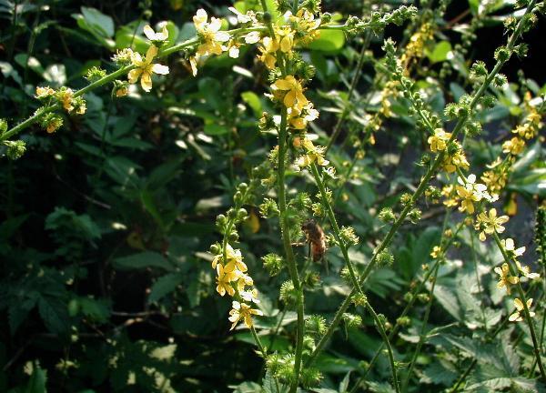 <img typeof="foaf:Image" src="http://statelibrarync.org/learnnc/sites/default/files/images/agrimony.jpg" width="600" height="432" alt="Agrimony" title="Agrimony" /> <img typeof="foaf:Image" src="http://statelibrarync.org/learnnc/sites/default/files/images/agrimony.jpg" width="600" height="432" alt="Agrimony" title="Agrimony" />
