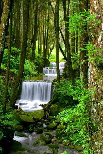 <img typeof="foaf:Image" src="http://statelibrarync.org/learnnc/sites/default/files/images/alishanwaterfall.jpg" width="433" height="650" alt="Alishan waterfall" title="Alishan waterfall" /> <img typeof="foaf:Image" src="http://statelibrarync.org/learnnc/sites/default/files/images/alishanwaterfall.jpg" width="433" height="650" alt="Alishan waterfall" title="Alishan waterfall" />