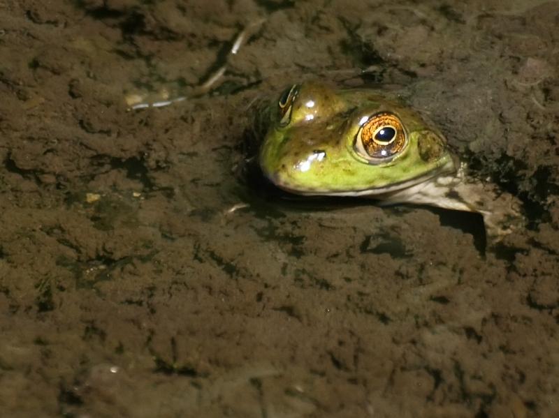 <img typeof="foaf:Image" src="http://statelibrarync.org/learnnc/sites/default/files/images/americanbullfrog.jpg" width="1270" height="951" alt="American bullfrog" title="American bullfrog" /> <img typeof="foaf:Image" src="http://statelibrarync.org/learnnc/sites/default/files/images/americanbullfrog.jpg" width="1270" height="951" alt="American bullfrog" title="American bullfrog" />