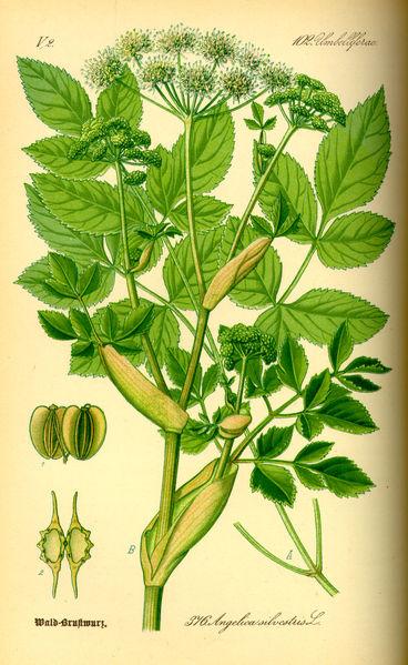 <img typeof="foaf:Image" src="http://statelibrarync.org/learnnc/sites/default/files/images/angelica.jpg" width="368" height="599" /> <img typeof="foaf:Image" src="http://statelibrarync.org/learnnc/sites/default/files/images/angelica.jpg" width="368" height="599" />