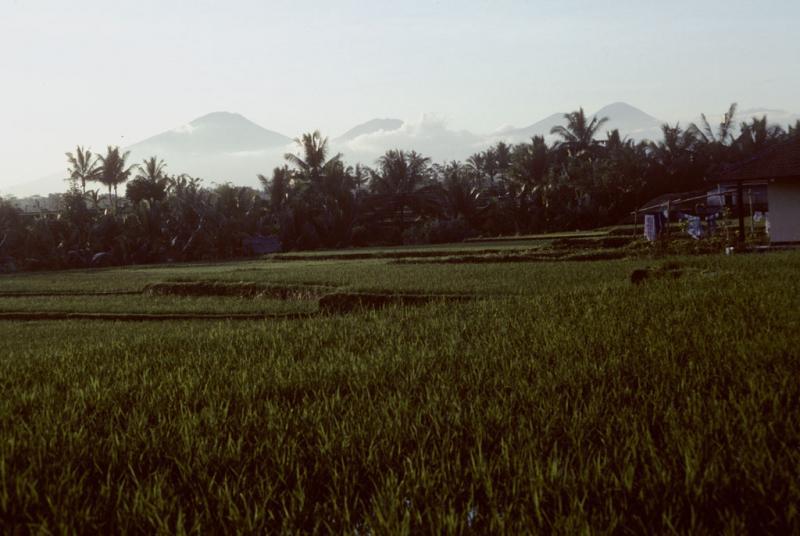 <img typeof="foaf:Image" src="http://statelibrarync.org/learnnc/sites/default/files/images/bali_027.jpg" width="1024" height="686" />