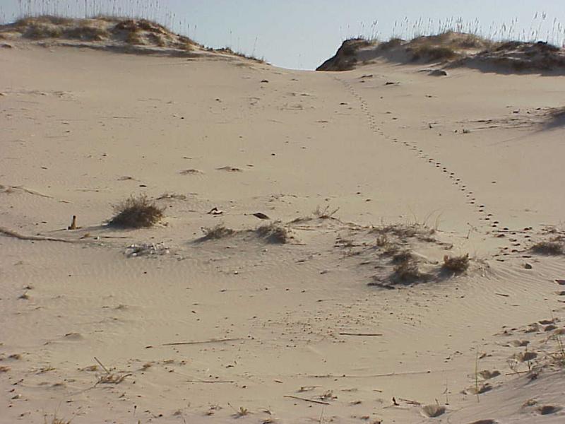 <img typeof="foaf:Image" src="http://statelibrarync.org/learnnc/sites/default/files/images/bear_isld_dunes.jpg" width="1024" height="768" alt="Bear Island dunes" title="Bear Island dunes" /> <img typeof="foaf:Image" src="http://statelibrarync.org/learnnc/sites/default/files/images/bear_isld_dunes.jpg" width="1024" height="768" alt="Bear Island dunes" title="Bear Island dunes" />