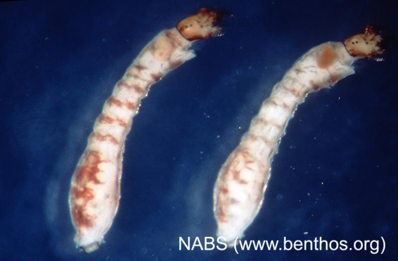 <img typeof="foaf:Image" src="http://statelibrarync.org/learnnc/sites/default/files/images/blackfly_larva.jpg" width="800" height="525" alt="Black fly larva" title="Black fly larva" /> <img typeof="foaf:Image" src="http://statelibrarync.org/learnnc/sites/default/files/images/blackfly_larva.jpg" width="800" height="525" alt="Black fly larva" title="Black fly larva" />