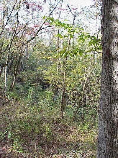 <img typeof="foaf:Image" src="http://statelibrarync.org/learnnc/sites/default/files/images/bottomland_hardwood.jpg" width="400" height="533" alt="Bottomland hardwood forest inland from the swamp forest" title="Bottomland hardwood forest inland from the swamp forest" /> <img typeof="foaf:Image" src="http://statelibrarync.org/learnnc/sites/default/files/images/bottomland_hardwood.jpg" width="400" height="533" alt="Bottomland hardwood forest inland from the swamp forest" title="Bottomland hardwood forest inland from the swamp forest" />