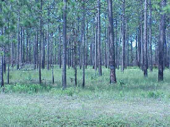 <img typeof="foaf:Image" src="http://statelibrarync.org/learnnc/sites/default/files/images/burned_savannah.jpg" width="550" height="412" alt="Burned longleaf savannah" title="Burned longleaf savannah" /> <img typeof="foaf:Image" src="http://statelibrarync.org/learnnc/sites/default/files/images/burned_savannah.jpg" width="550" height="412" alt="Burned longleaf savannah" title="Burned longleaf savannah" />