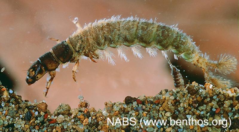 <img typeof="foaf:Image" src="http://statelibrarync.org/learnnc/sites/default/files/images/caddisfly_larva4.jpg" width="800" height="442" alt="Caddisfly larva" title="Caddisfly larva" /> <img typeof="foaf:Image" src="http://statelibrarync.org/learnnc/sites/default/files/images/caddisfly_larva4.jpg" width="800" height="442" alt="Caddisfly larva" title="Caddisfly larva" />