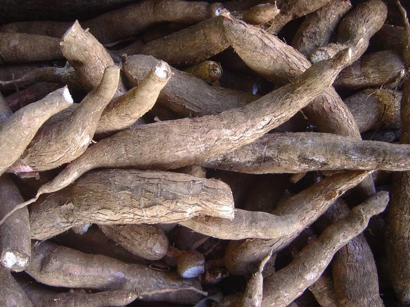 <img typeof="foaf:Image" src="http://statelibrarync.org/learnnc/sites/default/files/images/cassava_root.jpg" width="800" height="600" /> <img typeof="foaf:Image" src="http://statelibrarync.org/learnnc/sites/default/files/images/cassava_root.jpg" width="800" height="600" />