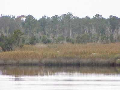 <img typeof="foaf:Image" src="http://statelibrarync.org/learnnc/sites/default/files/images/cedebwr11.jpg" width="399" height="299" alt="Freshwater marsh with salt marsh fringe at low salinity area" title="Freshwater marsh with salt marsh fringe at low salinity area" /> <img typeof="foaf:Image" src="http://statelibrarync.org/learnnc/sites/default/files/images/cedebwr11.jpg" width="399" height="299" alt="Freshwater marsh with salt marsh fringe at low salinity area" title="Freshwater marsh with salt marsh fringe at low salinity area" />