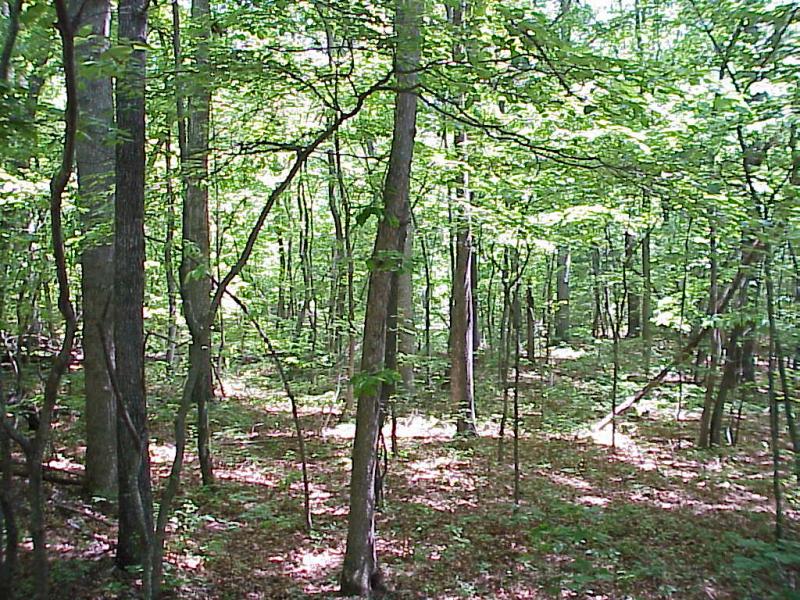 <img typeof="foaf:Image" src="http://statelibrarync.org/learnnc/sites/default/files/images/chestnut_oak.jpg" width="1024" height="768" alt="Chestnut Oaks" title="Chestnut Oaks" /> <img typeof="foaf:Image" src="http://statelibrarync.org/learnnc/sites/default/files/images/chestnut_oak.jpg" width="1024" height="768" alt="Chestnut Oaks" title="Chestnut Oaks" />