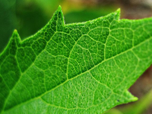 <img typeof="foaf:Image" src="http://statelibrarync.org/learnnc/sites/default/files/images/close_up_leaf.jpg" width="640" height="480" alt="Close up of green leaf" title="Close up of green leaf" /> <img typeof="foaf:Image" src="http://statelibrarync.org/learnnc/sites/default/files/images/close_up_leaf.jpg" width="640" height="480" alt="Close up of green leaf" title="Close up of green leaf" />