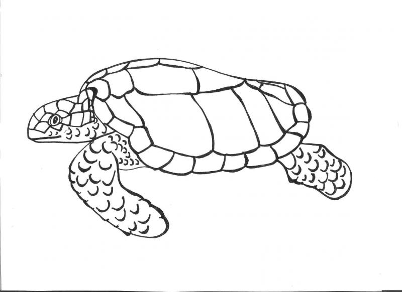 <img typeof="foaf:Image" src="http://statelibrarync.org/learnnc/sites/default/files/images/completed.jpg" width="2338" height="1700" alt="Sea turtle drawing completed" title="Sea turtle drawing completed" /> <img typeof="foaf:Image" src="http://statelibrarync.org/learnnc/sites/default/files/images/completed.jpg" width="2338" height="1700" alt="Sea turtle drawing completed" title="Sea turtle drawing completed" />