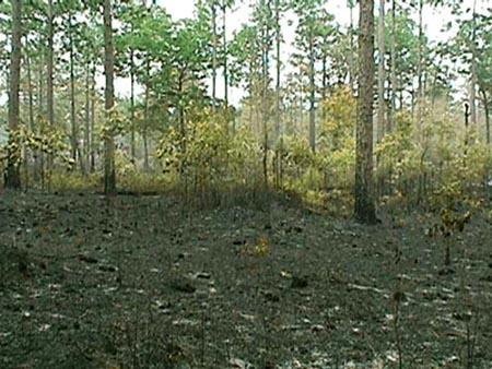 <img typeof="foaf:Image" src="http://statelibrarync.org/learnnc/sites/default/files/images/controlled_burn.jpg" width="450" height="338" alt="after the controlled burn" title="after the controlled burn" /> <img typeof="foaf:Image" src="http://statelibrarync.org/learnnc/sites/default/files/images/controlled_burn.jpg" width="450" height="338" alt="after the controlled burn" title="after the controlled burn" />