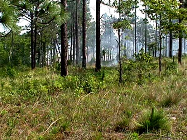 <img typeof="foaf:Image" src="http://statelibrarync.org/learnnc/sites/default/files/images/controlled_burn2.jpg" width="600" height="450" alt="Long distance controlled burn" title="Long distance controlled burn" /> <img typeof="foaf:Image" src="http://statelibrarync.org/learnnc/sites/default/files/images/controlled_burn2.jpg" width="600" height="450" alt="Long distance controlled burn" title="Long distance controlled burn" />