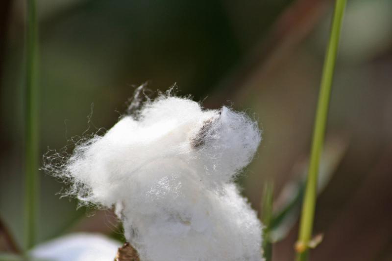 <img typeof="foaf:Image" src="http://statelibrarync.org/learnnc/sites/default/files/images/cotton_boll.jpg" width="1024" height="683" alt="Cotton boll close-up" title="Cotton boll close-up" /> <img typeof="foaf:Image" src="http://statelibrarync.org/learnnc/sites/default/files/images/cotton_boll.jpg" width="1024" height="683" alt="Cotton boll close-up" title="Cotton boll close-up" />