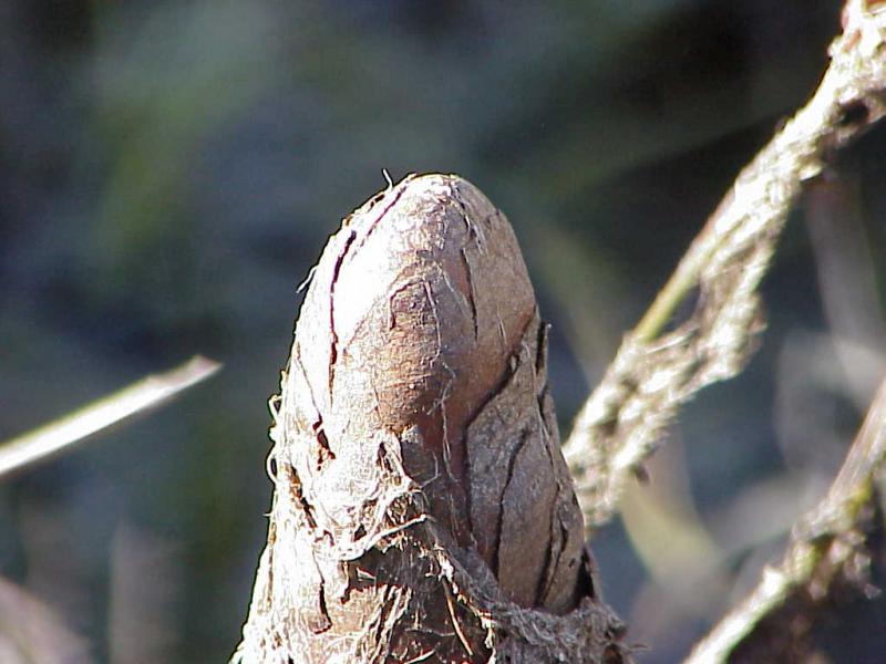 <img typeof="foaf:Image" src="http://statelibrarync.org/learnnc/sites/default/files/images/cypress_knees.jpg" width="1024" height="768" alt=""knees" of cypress" title=""knees" of cypress" /> <img typeof="foaf:Image" src="http://statelibrarync.org/learnnc/sites/default/files/images/cypress_knees.jpg" width="1024" height="768" alt=""knees" of cypress" title=""knees" of cypress" />