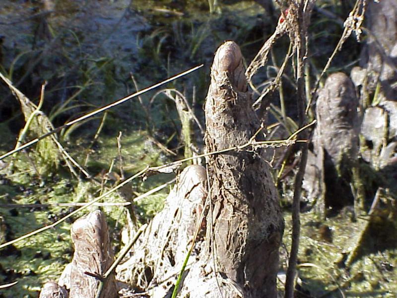 <img typeof="foaf:Image" src="http://statelibrarync.org/learnnc/sites/default/files/images/cypress_knees2.jpg" width="1024" height="768" alt=""knees" of cypress" title=""knees" of cypress" /> <img typeof="foaf:Image" src="http://statelibrarync.org/learnnc/sites/default/files/images/cypress_knees2.jpg" width="1024" height="768" alt=""knees" of cypress" title=""knees" of cypress" />