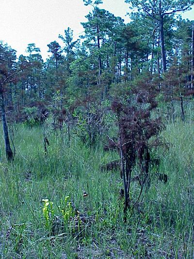 <img typeof="foaf:Image" src="http://statelibrarync.org/learnnc/sites/default/files/images/cypress_savanna_0.jpg" width="400" height="533" alt="Cypress savanna" title="Cypress savanna" /> <img typeof="foaf:Image" src="http://statelibrarync.org/learnnc/sites/default/files/images/cypress_savanna_0.jpg" width="400" height="533" alt="Cypress savanna" title="Cypress savanna" />