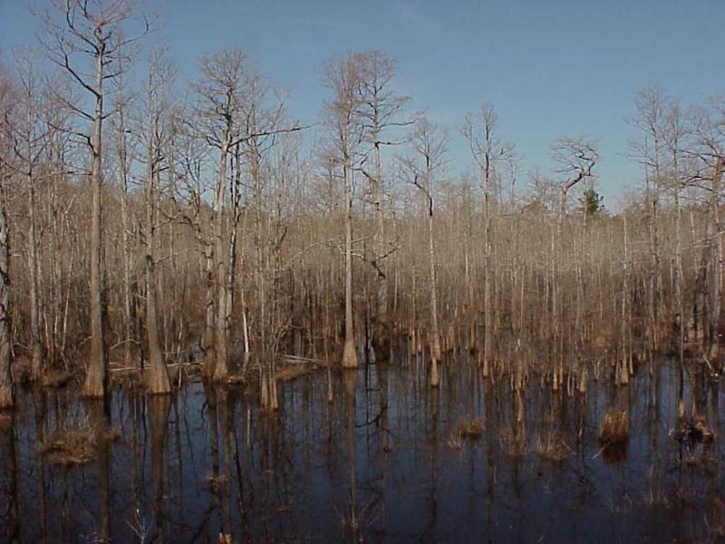 <img typeof="foaf:Image" src="http://statelibrarync.org/learnnc/sites/default/files/images/cypress_swamp.jpg" width="1024" height="768" alt="Cypress gum swamps" title="Cypress gum swamps" /> <img typeof="foaf:Image" src="http://statelibrarync.org/learnnc/sites/default/files/images/cypress_swamp.jpg" width="1024" height="768" alt="Cypress gum swamps" title="Cypress gum swamps" />