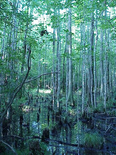 <img typeof="foaf:Image" src="http://statelibrarync.org/learnnc/sites/default/files/images/cypress_swamp_0.jpg" width="400" height="533" alt="Cypress gum swamp" title="Cypress gum swamp" /> <img typeof="foaf:Image" src="http://statelibrarync.org/learnnc/sites/default/files/images/cypress_swamp_0.jpg" width="400" height="533" alt="Cypress gum swamp" title="Cypress gum swamp" />