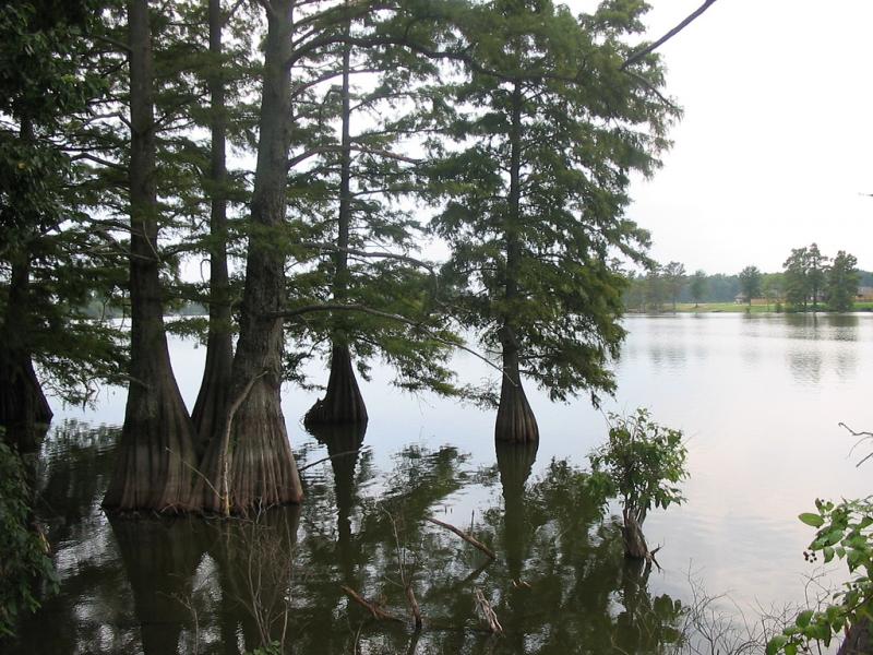 <img typeof="foaf:Image" src="http://statelibrarync.org/learnnc/sites/default/files/images/cypress_swamp_1.jpg" width="1024" height="768" alt="Cypress swamp" title="Cypress swamp" /> <img typeof="foaf:Image" src="http://statelibrarync.org/learnnc/sites/default/files/images/cypress_swamp_1.jpg" width="1024" height="768" alt="Cypress swamp" title="Cypress swamp" />