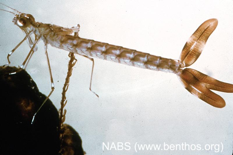<img typeof="foaf:Image" src="http://statelibrarync.org/learnnc/sites/default/files/images/damselfly_nymph.jpg" width="800" height="532" alt="Damselfy nymph" title="Damselfy nymph" /> <img typeof="foaf:Image" src="http://statelibrarync.org/learnnc/sites/default/files/images/damselfly_nymph.jpg" width="800" height="532" alt="Damselfy nymph" title="Damselfy nymph" />