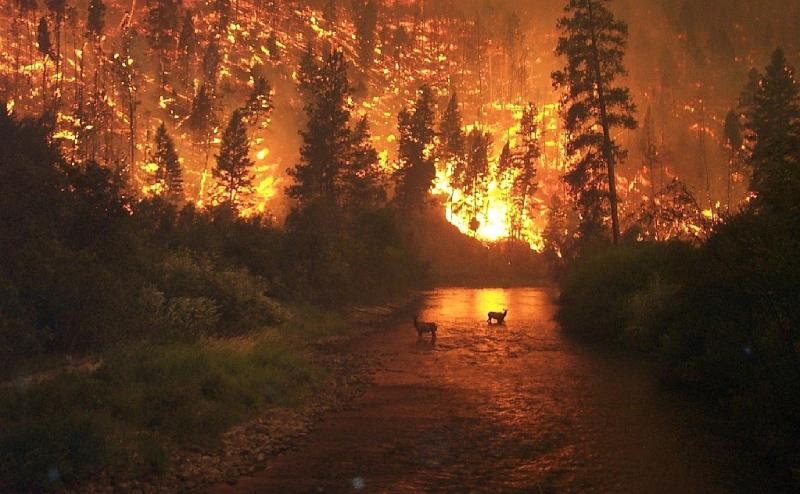 <img typeof="foaf:Image" src="http://statelibrarync.org/learnnc/sites/default/files/images/deerfire.jpg" width="1023" height="632" alt="deer flee a wildfire" /> <img typeof="foaf:Image" src="http://statelibrarync.org/learnnc/sites/default/files/images/deerfire.jpg" width="1023" height="632" alt="deer flee a wildfire" />