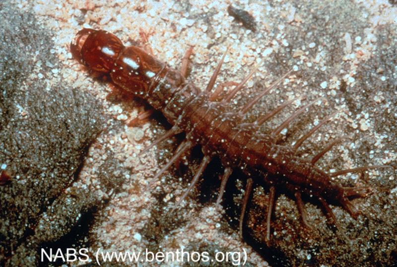 <img typeof="foaf:Image" src="http://statelibrarync.org/learnnc/sites/default/files/images/dobsonfly_larva.jpg" width="800" height="538" alt="Dobsonfly larva" title="Dobsonfly larva" /> <img typeof="foaf:Image" src="http://statelibrarync.org/learnnc/sites/default/files/images/dobsonfly_larva.jpg" width="800" height="538" alt="Dobsonfly larva" title="Dobsonfly larva" />