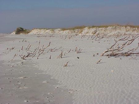 <img typeof="foaf:Image" src="http://statelibrarync.org/learnnc/sites/default/files/images/dune_erosion.jpg" width="450" height="338" alt="Dune erosion on Bear Island" title="Dune erosion on Bear Island" /> <img typeof="foaf:Image" src="http://statelibrarync.org/learnnc/sites/default/files/images/dune_erosion.jpg" width="450" height="338" alt="Dune erosion on Bear Island" title="Dune erosion on Bear Island" />