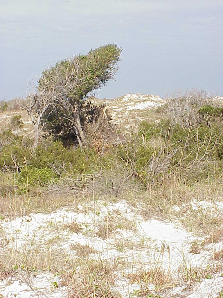 <img typeof="foaf:Image" src="http://statelibrarync.org/learnnc/sites/default/files/images/early_forest.jpg" width="768" height="1024" alt="Early stage forest" title="Early stage forest" /> <img typeof="foaf:Image" src="http://statelibrarync.org/learnnc/sites/default/files/images/early_forest.jpg" width="768" height="1024" alt="Early stage forest" title="Early stage forest" />