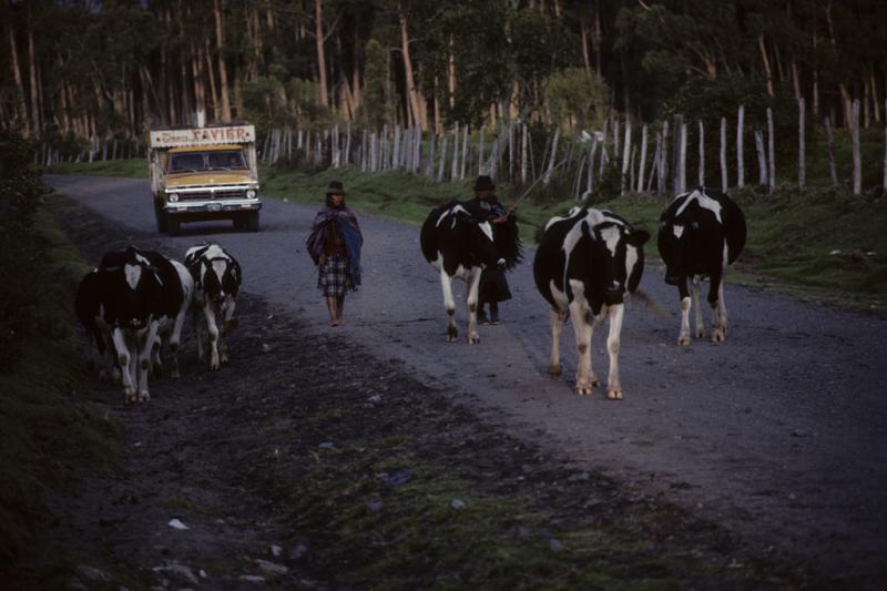 <img typeof="foaf:Image" src="http://statelibrarync.org/learnnc/sites/default/files/images/ecuador_029.jpg" width="1024" height="682" alt="Two Ecuadorians herding cows along the road" title="Two Ecuadorians herding cows along the road" /> <img typeof="foaf:Image" src="http://statelibrarync.org/learnnc/sites/default/files/images/ecuador_029.jpg" width="1024" height="682" alt="Two Ecuadorians herding cows along the road" title="Two Ecuadorians herding cows along the road" />
