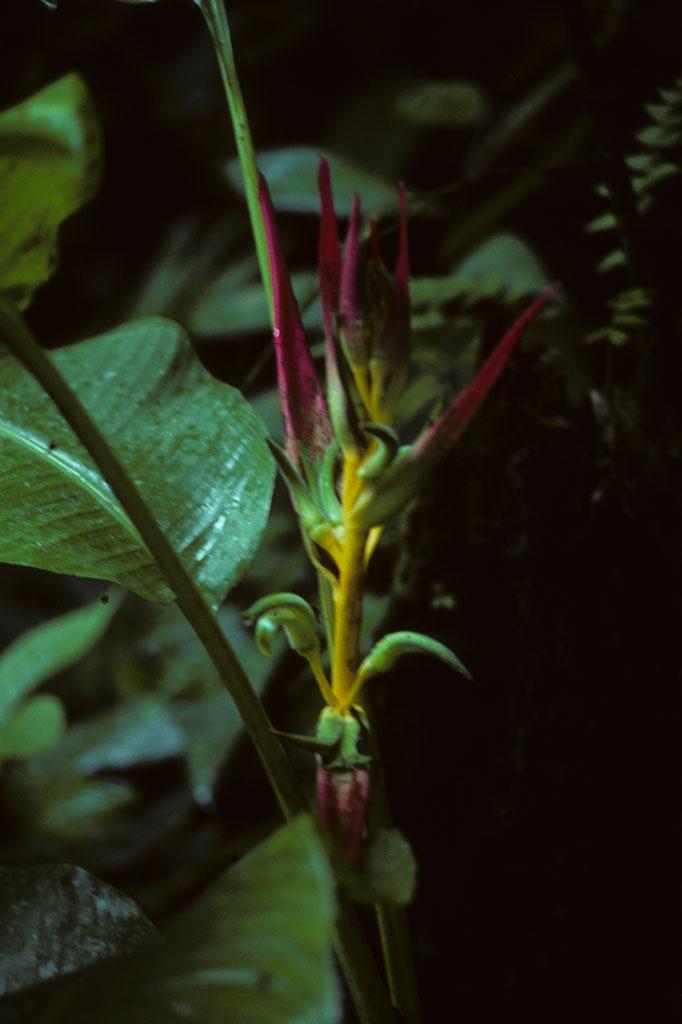 <img typeof="foaf:Image" src="http://statelibrarync.org/learnnc/sites/default/files/images/ecuador_043.jpg" width="682" height="1024" /> <img typeof="foaf:Image" src="http://statelibrarync.org/learnnc/sites/default/files/images/ecuador_043.jpg" width="682" height="1024" />