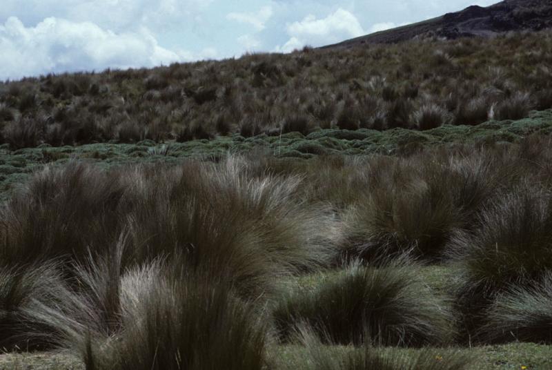 <img typeof="foaf:Image" src="http://statelibrarync.org/learnnc/sites/default/files/images/ecuador_208.jpg" width="1024" height="686" /> <img typeof="foaf:Image" src="http://statelibrarync.org/learnnc/sites/default/files/images/ecuador_208.jpg" width="1024" height="686" />