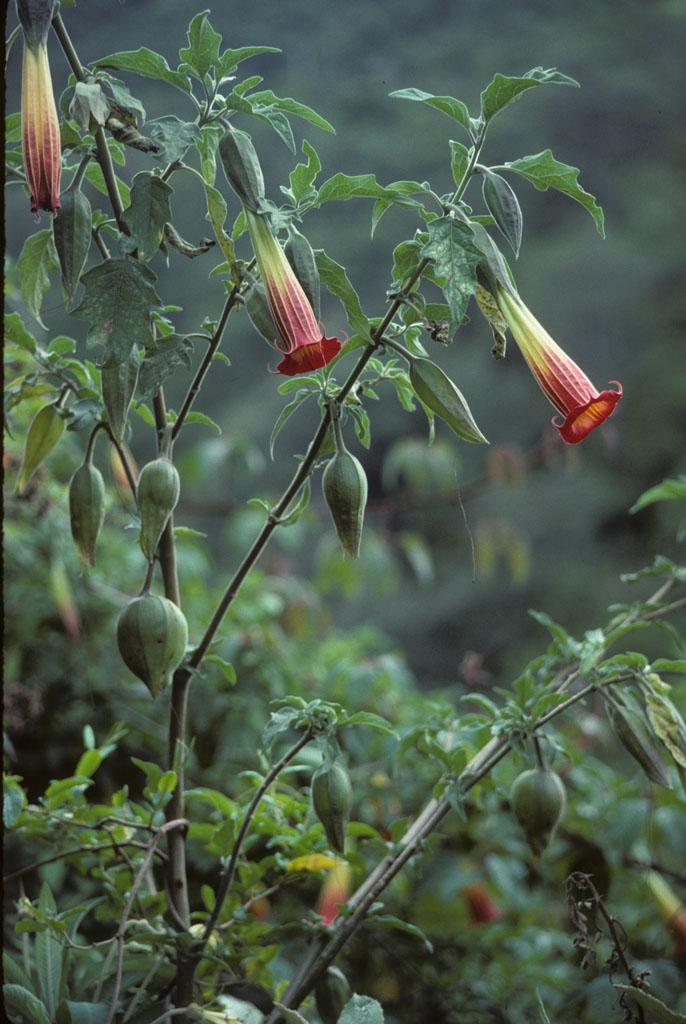 <img typeof="foaf:Image" src="http://statelibrarync.org/learnnc/sites/default/files/images/ecuador_209.jpg" width="686" height="1024" /> <img typeof="foaf:Image" src="http://statelibrarync.org/learnnc/sites/default/files/images/ecuador_209.jpg" width="686" height="1024" />